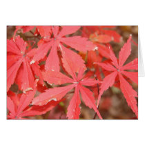 Red Leaves cards