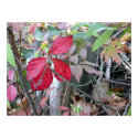 Red Leaves in Ann Arbor posters