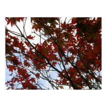 Red Leaves of Wales posters