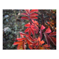 Red Leaves Photo Art