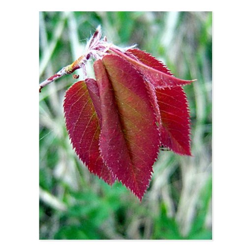 Red Leaves Postcard