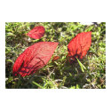 Red Leaves Sacramento PA120711 posters by JLaPlante Red Leaves Sacramento PA120711 posters