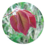 Red Leaves Sticker