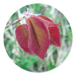 Red Leaves Sticker