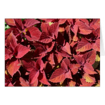 Red Leaves Valentine cards
