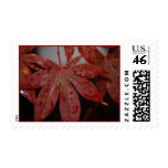 Red Leaves with water droplets Stamp