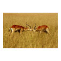 Red Lechwe fighting safari poster print image by Rowood Red Lechwe fighting safari poster print image