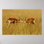 Red Lechwe fighting safari poster print image
