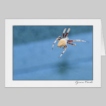 Red Leg Spider cards