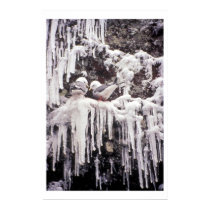 Red-legged Kittiwake posters