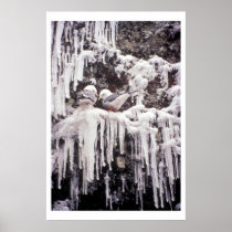 Red-legged Kittiwake Poster