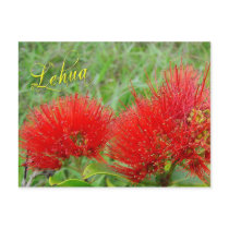 Red Lehua flowers in Maui Post Card