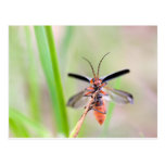 Red Lepture postcards
