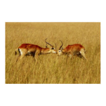 Red Letchwe fighting safari poster print image