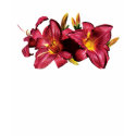 Red Lilies Ladies t-shirts
