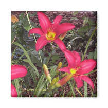 'Red Lilies' magnets