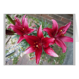 Red Lillies card