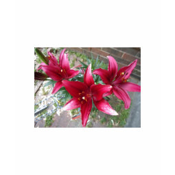Red Lillies shirt