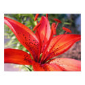Red Lilly Canvas Print