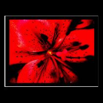 Red Lilly postcards