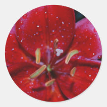 Red Lily After Rainfall Stickers
