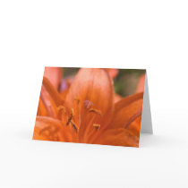 Red Lily Greetings cards by mlane53 Red Lily Greetings cards