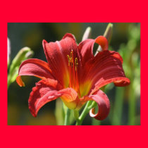 Red Lily posters