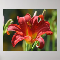 Red Lily posters