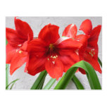 Red Lion Amaryllis Postcard