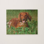 Red Long Haired Dachshund Dog Puzzle