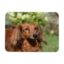 Red Long-haired Miniature Dachshund Rectangular Magnet