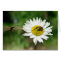 Red Longhorn Beetle cards by EMangl Red Longhorn Beetle cards