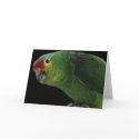Red Lored Amazon Note Card
