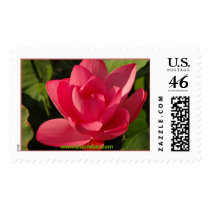 Red Lotus at Buu Mon Temple Lotus Water Gardens postage by buumontemple Red Lotus at Buu Mon Temple Lotus Water Gardens postage