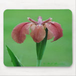 Red Louisiana Iris Mousepad