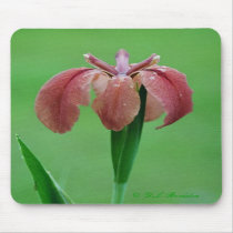 Red Louisiana Iris Mousepad