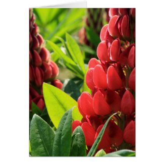 Red Lupins card