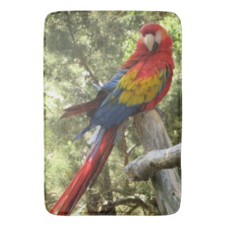 Red Macaw Parrot