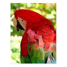 Red Macaw Parrot Postcard 2