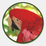 Red Macaw Parrot Sticker