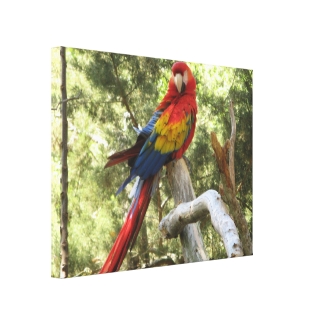 Red Macaw Parrot Wrapped Canvas