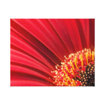 Red Macro Gerbera Daisy Flower Canvas Print