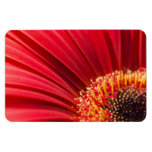 Red Macro Gerbera Daisy Flower Rectangular Magnets