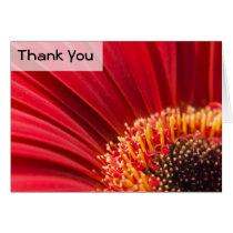 Red Macro Gerbera Daisy Flower Thank You Card