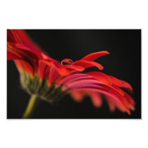 Red Macro Gerbera Flower Art Photo