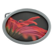 Red Macro Gerbera Flower Belt Buckles