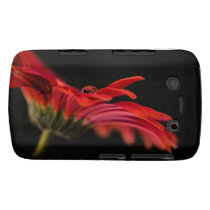 Red Macro Gerbera Flower Blackberry Bold Cover
