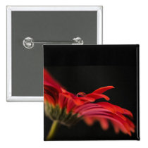 Red Macro Gerbera Flower Button