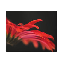 Red Macro Gerbera Flower Canvas Prints