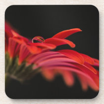 Red Macro Gerbera Flower Drink Coaster